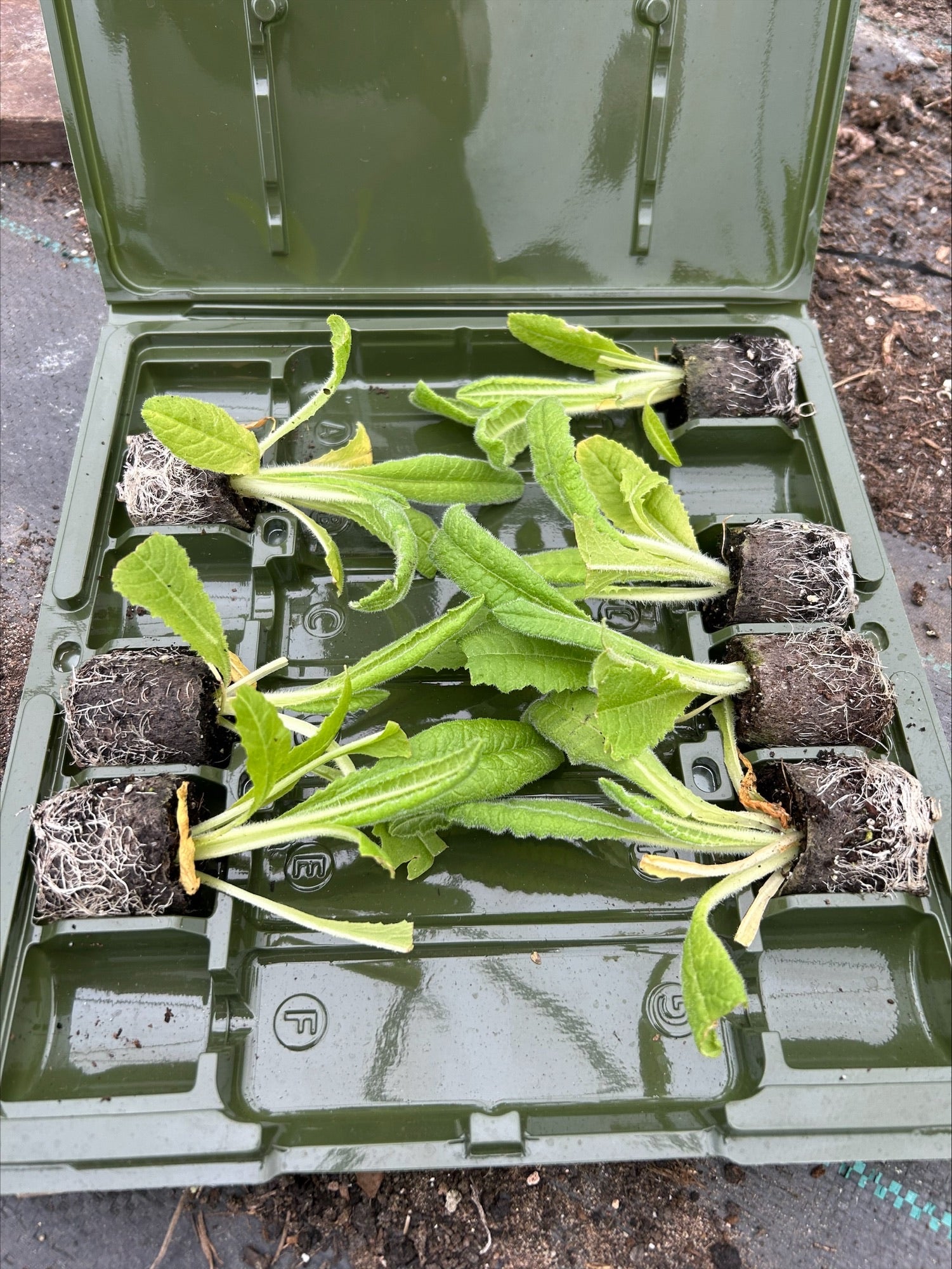 Primula vialii 'Alison Holland' x 7 Pack - 3cm Plug Plants For Sale