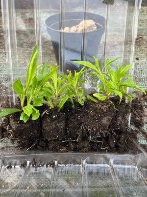 Penstemon 'Blackbird' 5 Pack - 5/5cm JUMBO Plug Plants For Sale