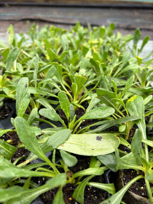 Osteospermum 'Snow Pixie' x 5 Pack - 5/5cm JUMBO Plug Plants For Sale