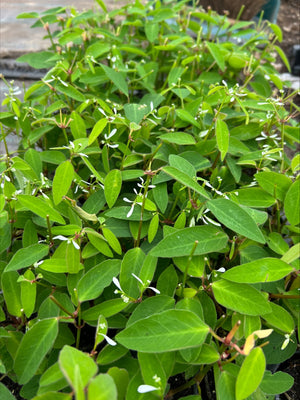 Euphorbia 'Diamond Frost' x 5 Pack - 5/5cm JUMBO Plug Plants For Sale