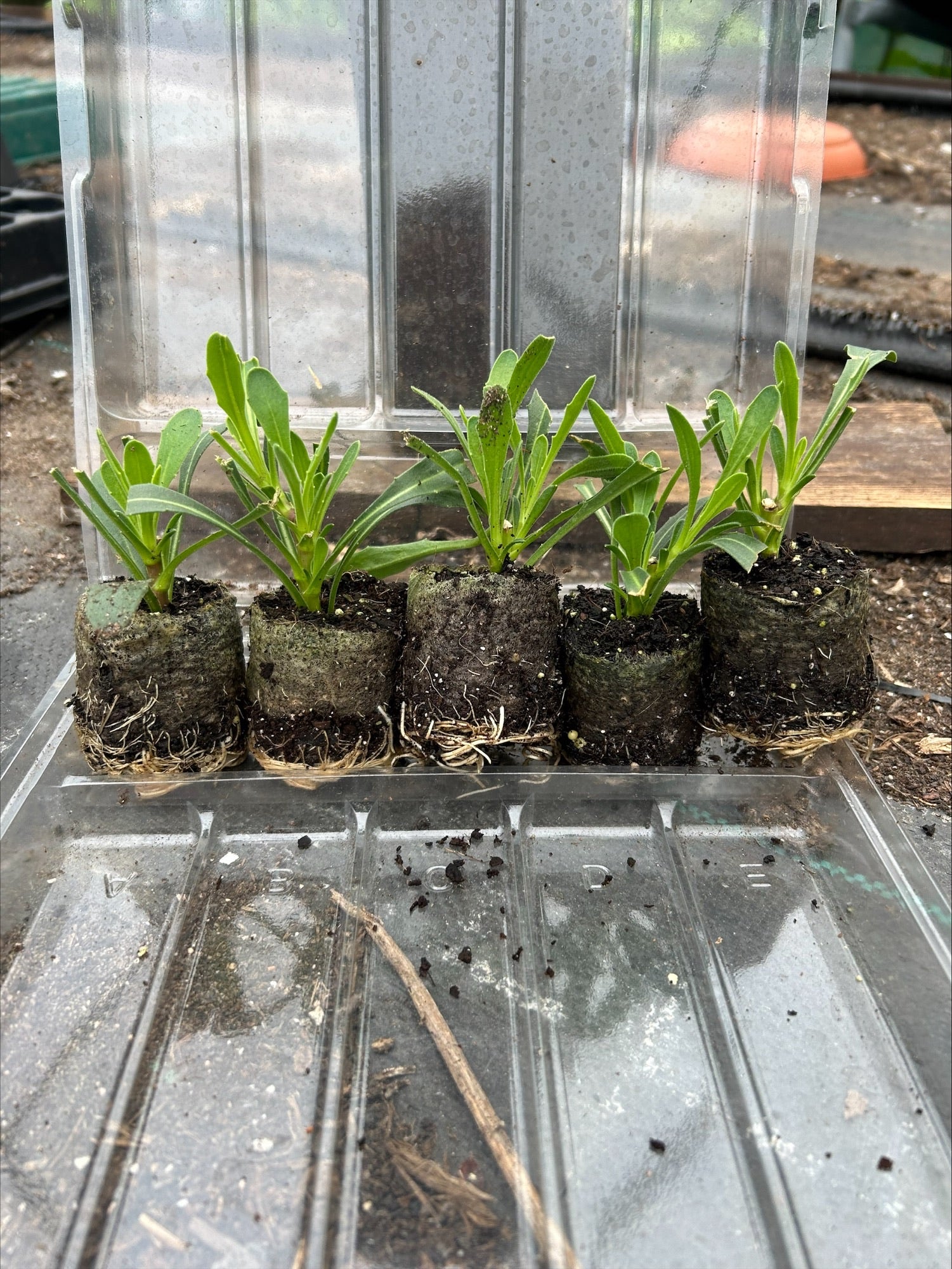 Osteospermum 'Jucundum Compactum' x 5 Pack - 5/5cm JUMBO Plug Plants For Sale