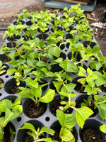 Hydrangea 'Sibilla' x 5 Pack - 5cm JUMBO Plug Plants For Sale