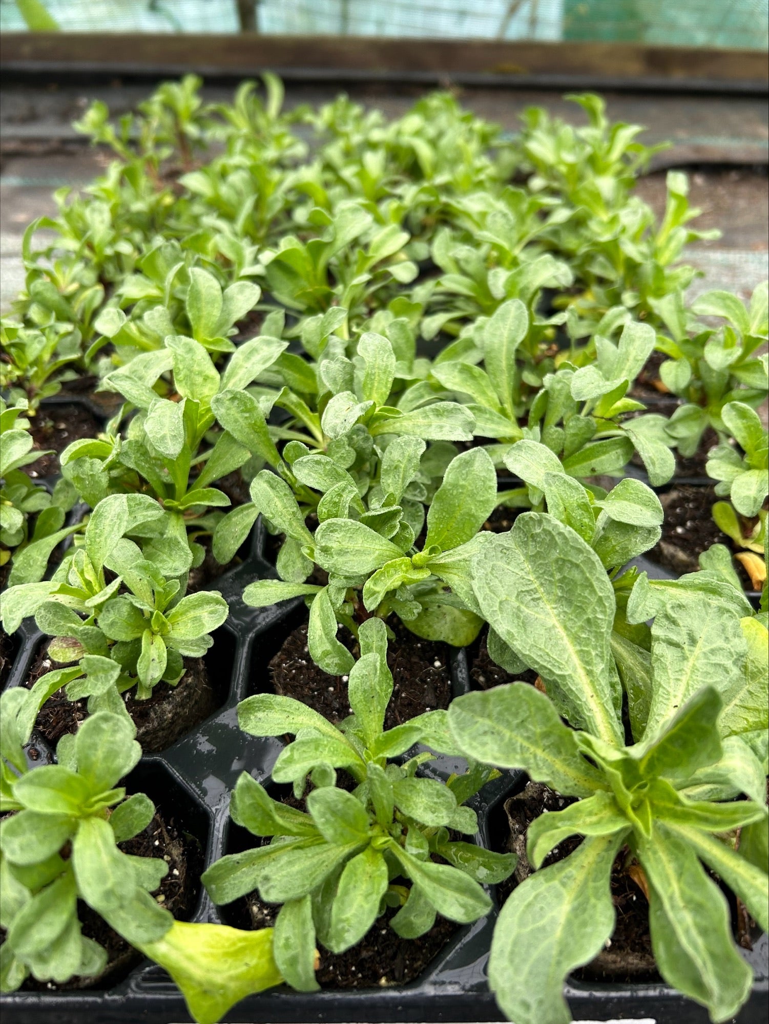 ERIGERON 'Sea Breeze' x 3 Pack - 7cm JUMBO Plug Plants For Sale