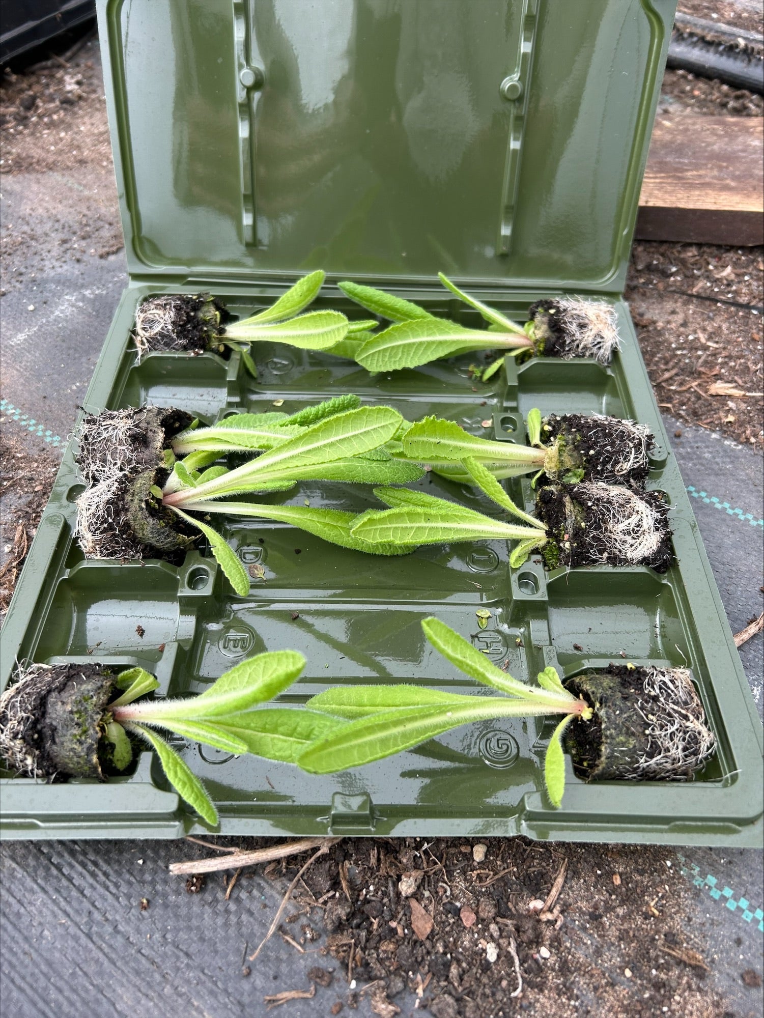 Primula Vialii 'Red Hot Poker' x 8 Pack - 3cm Plug Plants For Sale