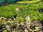 Delosperma 'Moonstone' x 5 Pack - 3cm Plug Plants For Sale