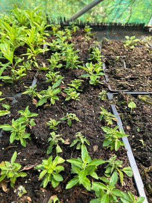 Caryopteris 'First Blue' x 5 Pack - 5/5cm JUMBO Plug Plants For Sale