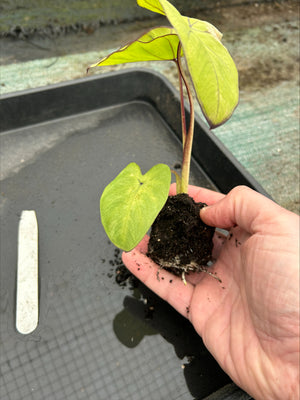 Colocasia 'Blue Hawaii' x 3 Pack - 7cm Plants For Sale