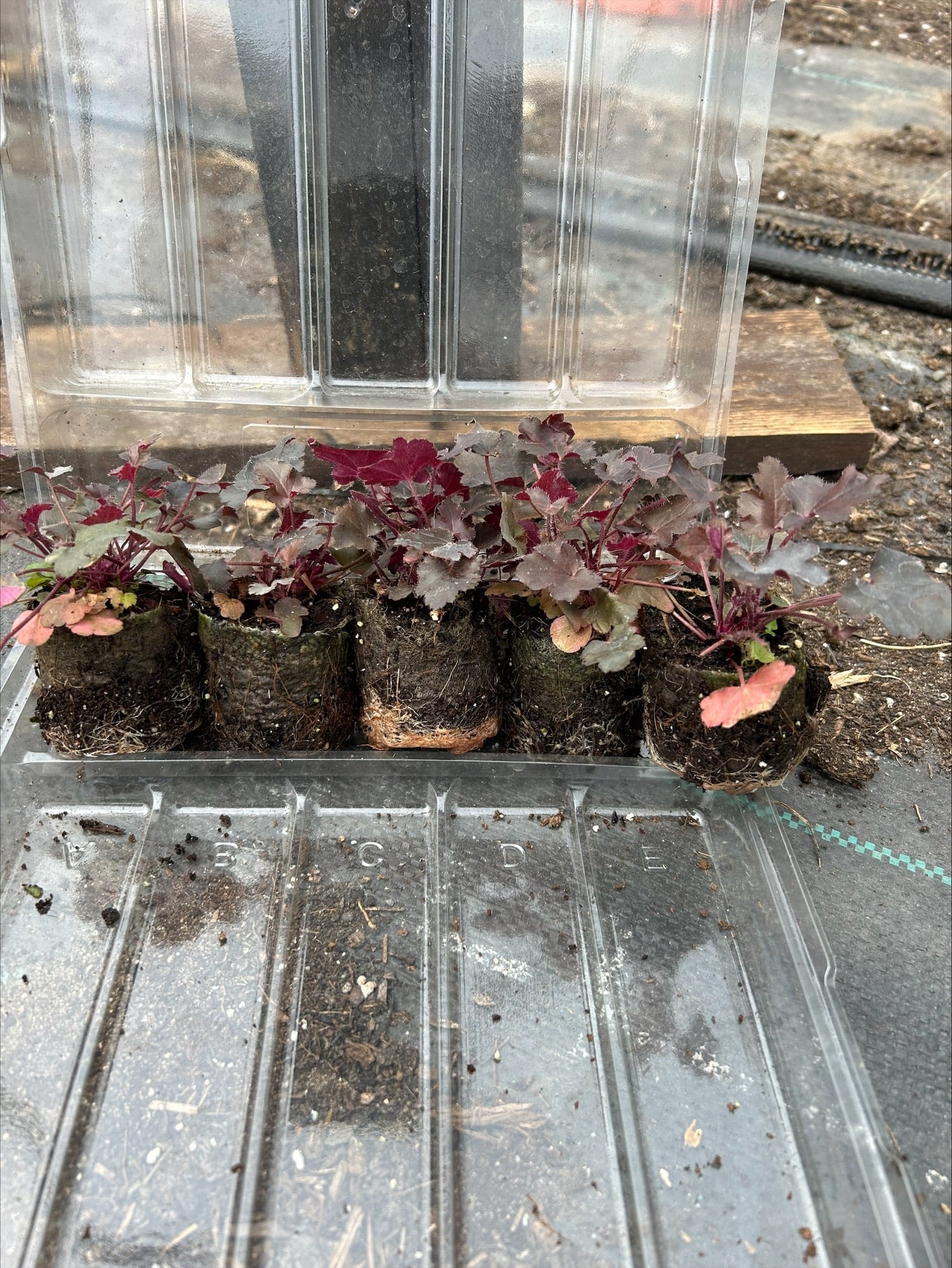 Heuchera 'Black Pearl' x 5 Pack - 5/5cm JUMBO Plug Plants For Sale