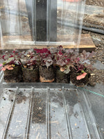 Heuchera 'Black Pearl' x 3 Pack - 7cm Plants For Sale