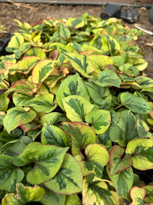 Houttuynia cordata 'Flame' x 8 Pack - 3cm JUMBO Plug Plants For Sale