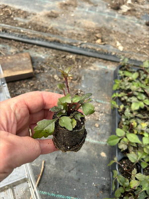 Dahlia 'Bishop of Canterbury' x 5 Pack - 5/5cm JUMBO Plug Plants For Sale