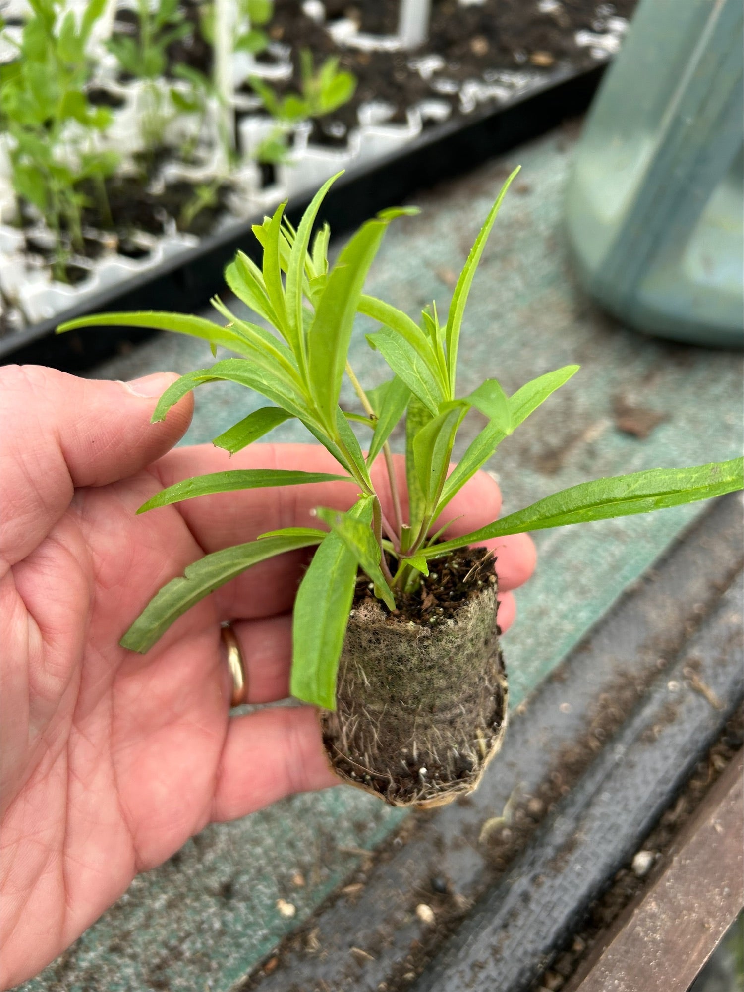 Penstemon 'Garnet' 3 Pack - 7cm Plants For Sale