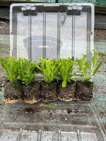 Penstemon Pensham 'Laura' x 3 Pack - 7cm Plants For Sale