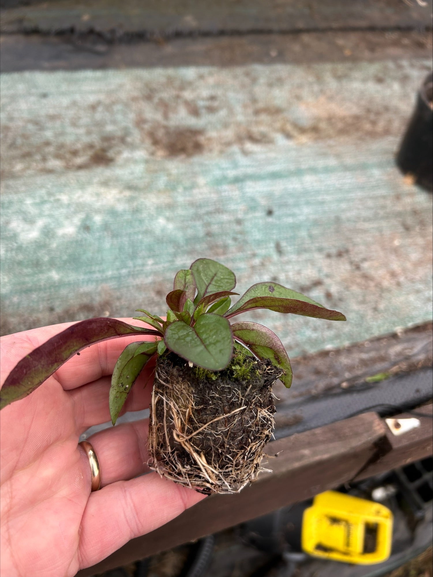 Penstemon digitalis 'Husker Red' 5 Pack - 5/5cm JUMBO Plug Plants For Sale