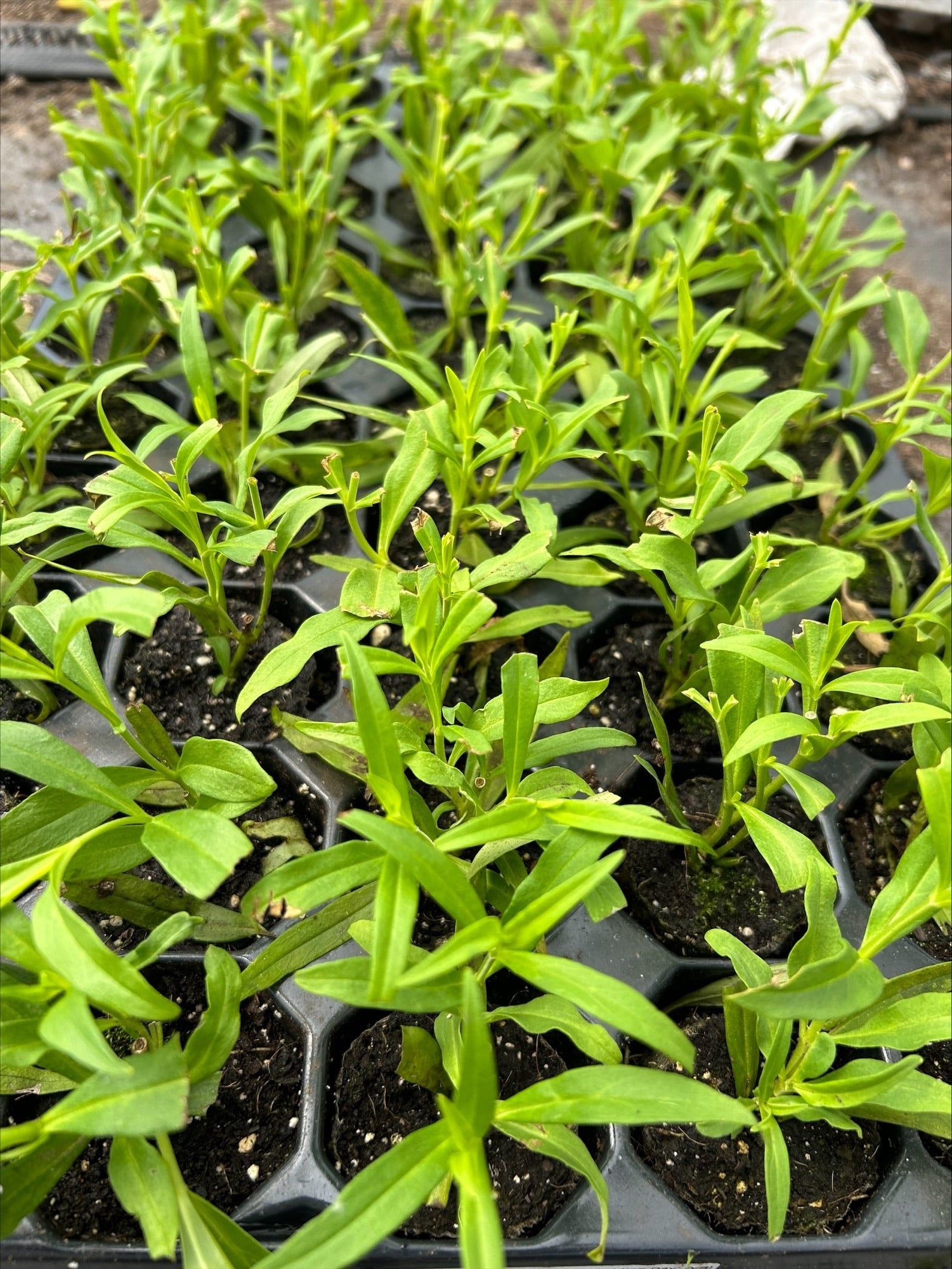 Penstemon Pensham 'Wedding Day' x 3 Pack - 7cm Plants For Sale