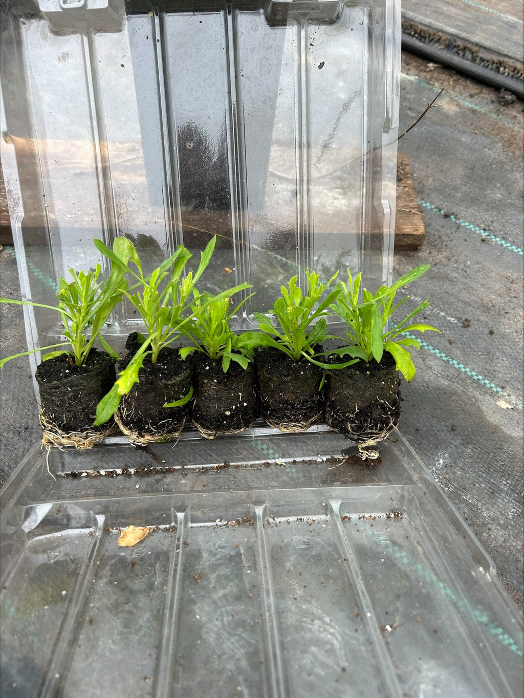 Osteospermum SummerSmile™ 'Orange' x 5 Pack - 5/5cm JUMBO Plug Plants For Sale