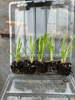 Pampas Grass 'Cortaderia' White x 5 Pack - 5cm JUMBO Plug Plants For Sale