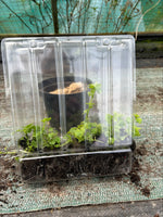 Campanula 'Silver Rain' x 5 Pack - 5/5cm JUMBO Plug Plants For Sale