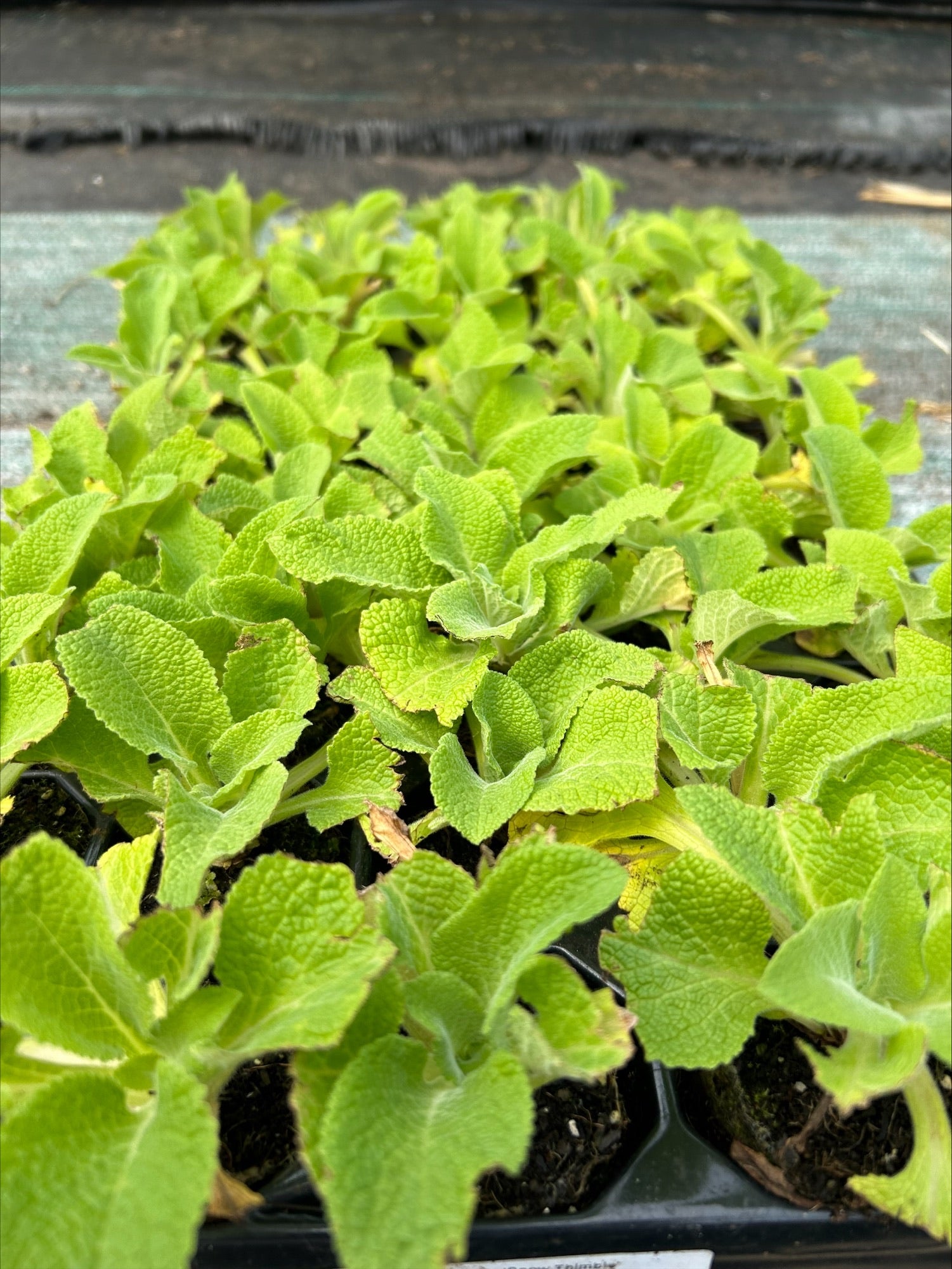 Foxglove 'Snow Thimble' - Pack of 5 - 5/5cm JUMBO Plug Plants For Sale