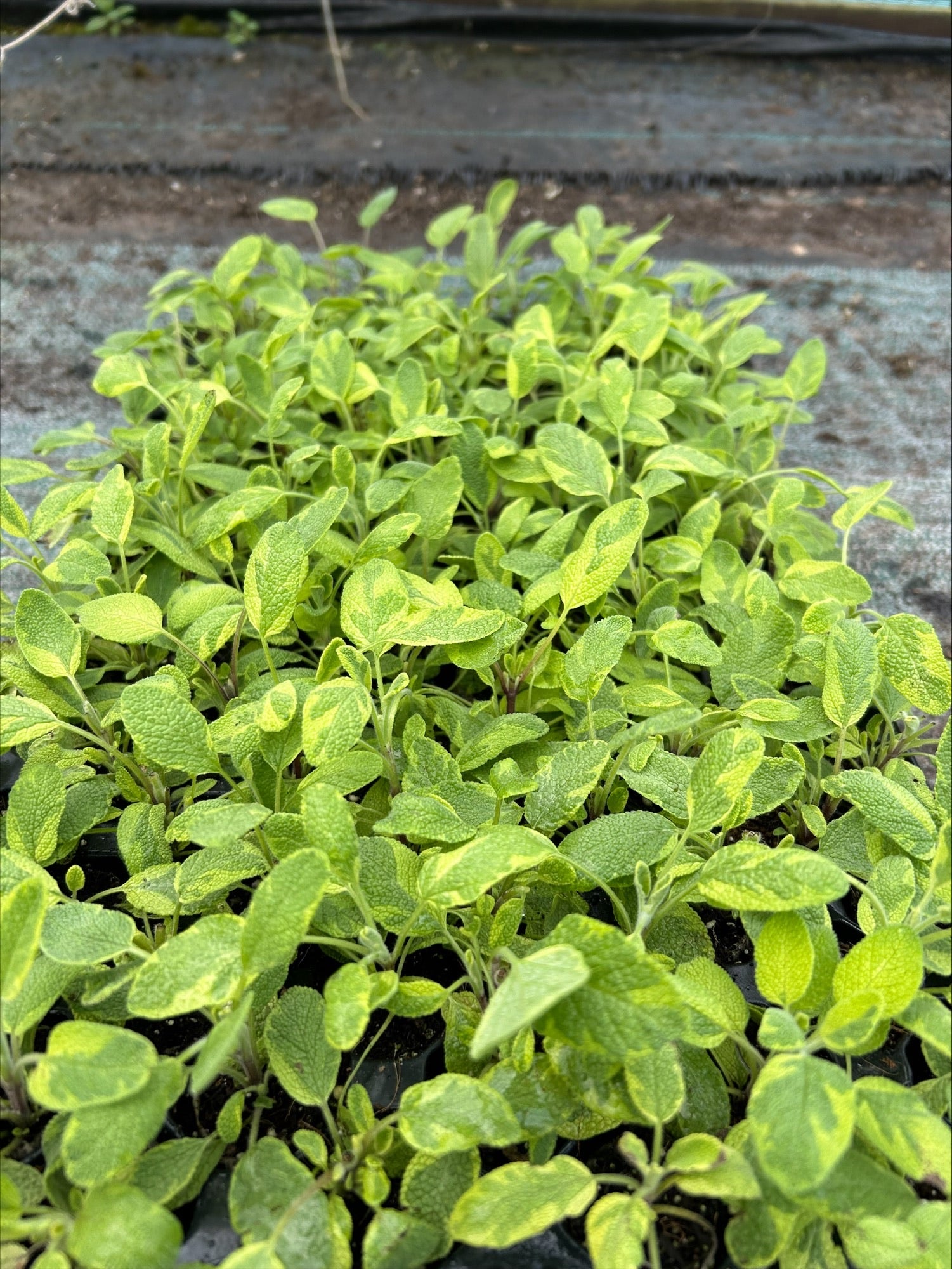 Sage officinalis 'Icterina (Gold)' 5 Pack - 5/5cm JUMBO Plug Plants For Sale