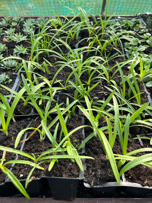 Agapanthus africanus 'Big Blue' x 5 Pack - 5/5cm JUMBO Plug Plants For Sale