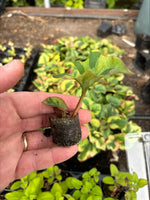 Houttuynia cordata 'Flame' x 8 Pack - 3cm Plug Plants For Sale