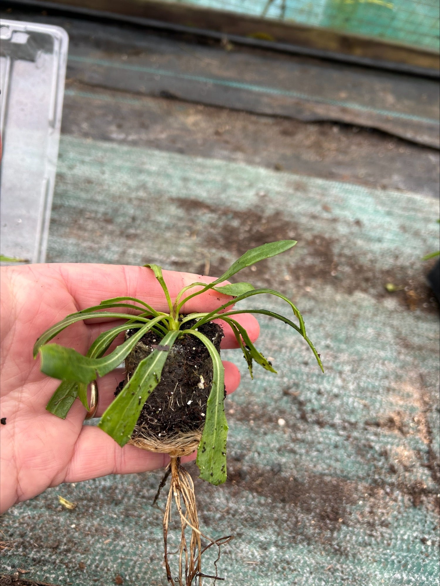 Osteospermum 'Snow Pixie' x 5 Pack - 5/5cm JUMBO Plug Plants For Sale