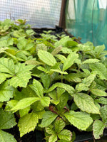 RODGERSIA Henrici - x 5 Pack - 5cm JUMBO Plug Plants For Sale