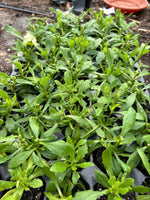 Osteospermum SummerSmile™ 'Soft Violet' x 3 Pack - 7cm Plants For Sale