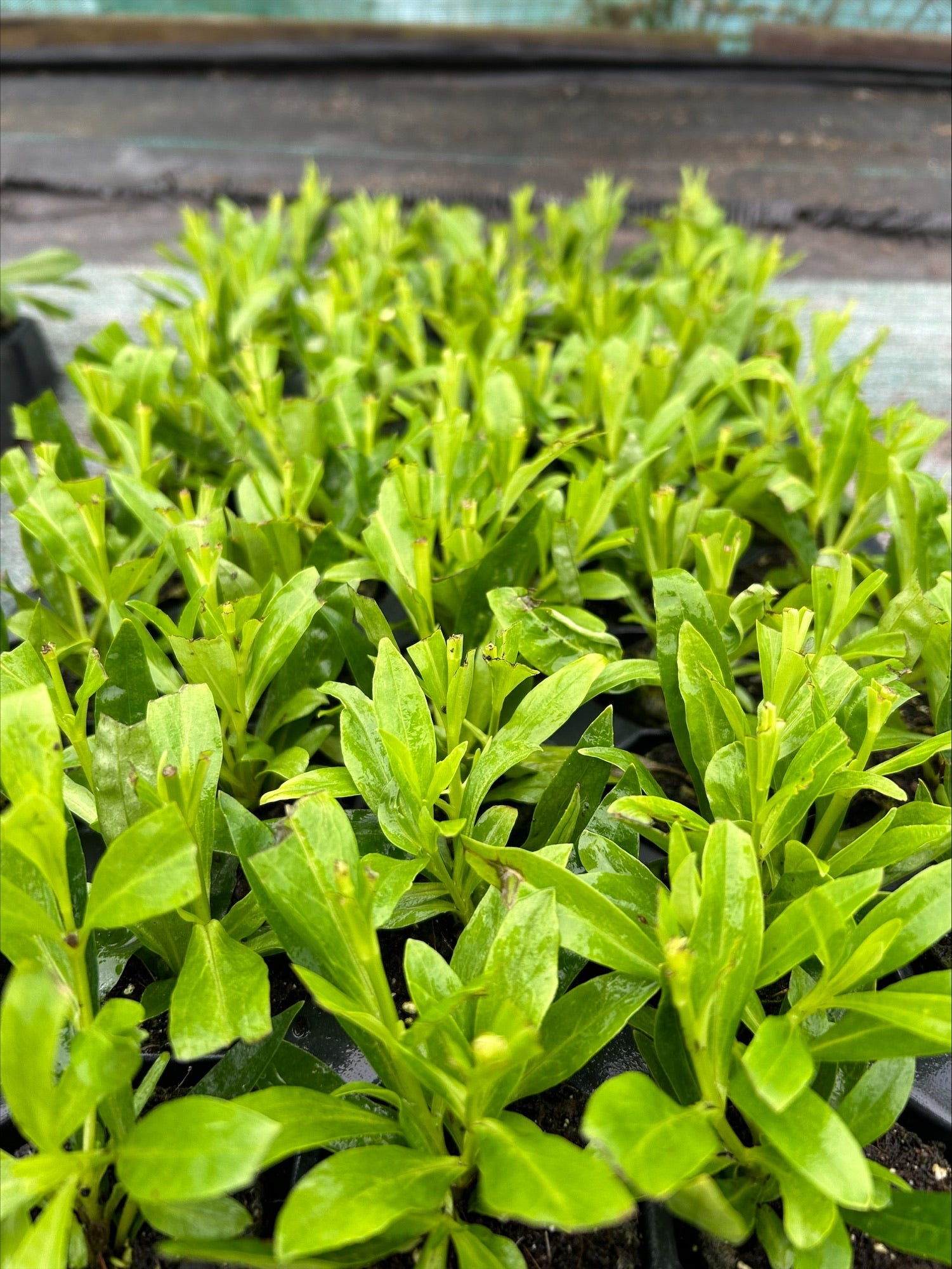 Penstemon Pensham 'Laura' x 3 Pack - 7cm Plants For Sale