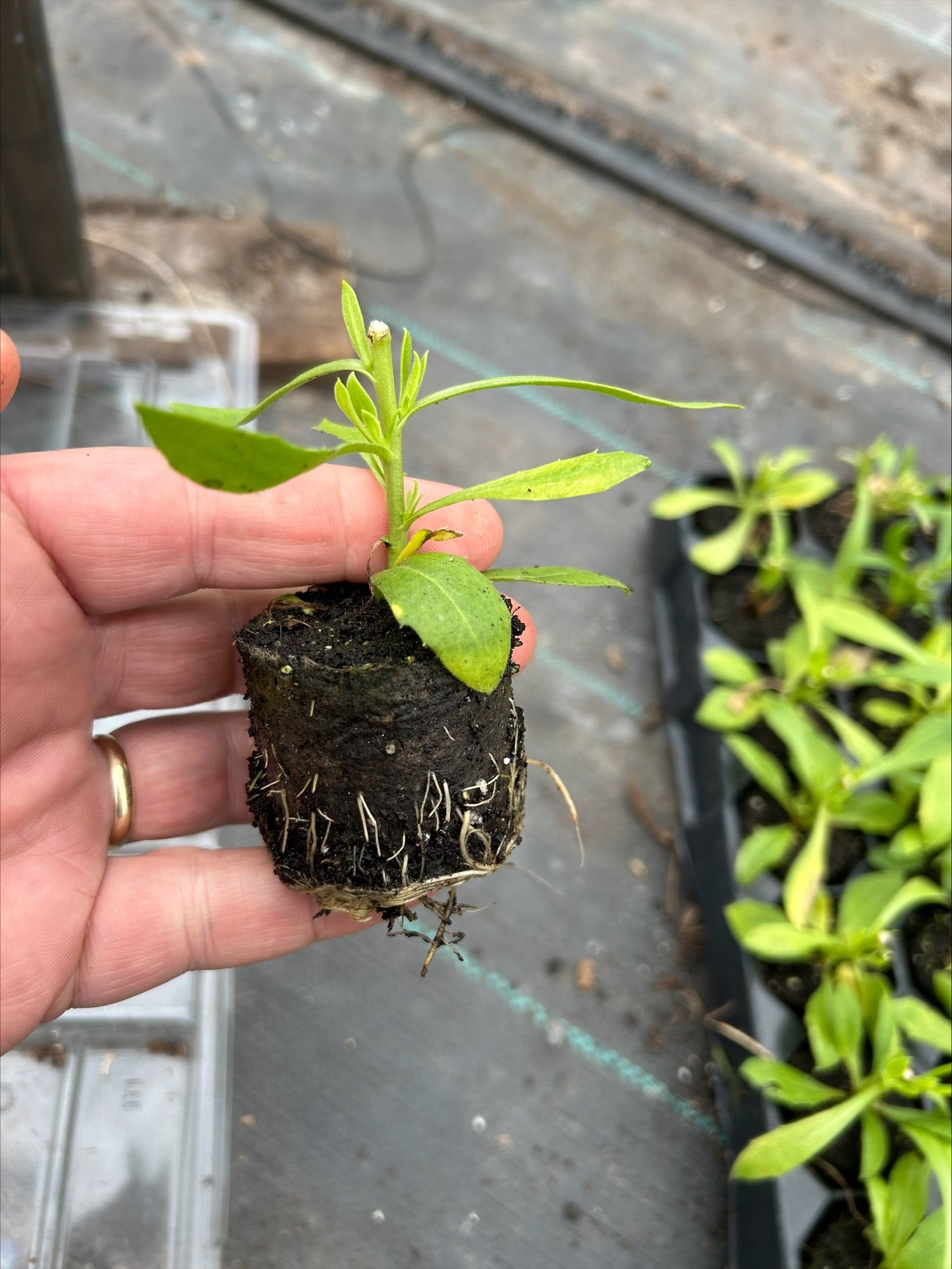 Osteospermum SummerSmile™ 'Crème' x 5 Pack - 5/5cm JUMBO Plug Plants For Sale