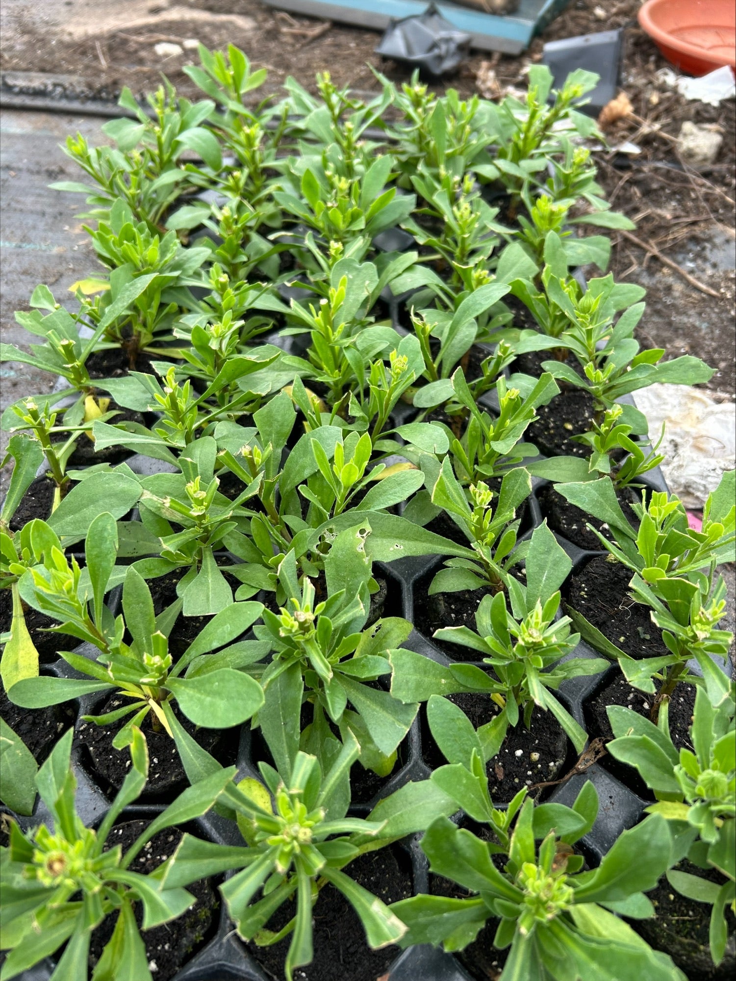 Osteospermum SummerSmile™ 'Yellow Punch' x 3 Pack - 7cm Plants For Sale