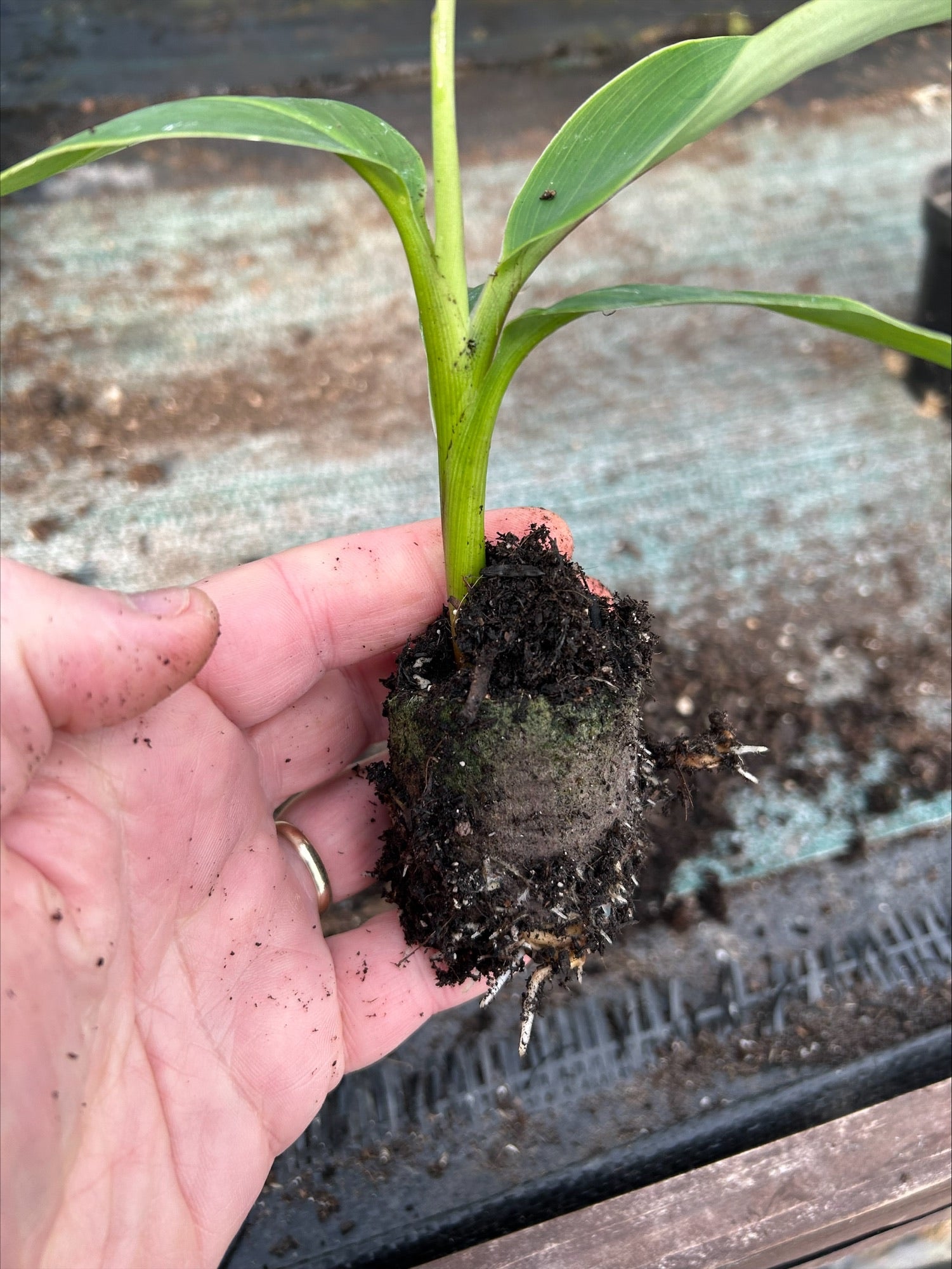 Musa Sikkimensis 'Bengal Tiger' x 5 Pack - 5/5cm JUMBO Plug Plants For Sale