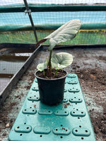 Alocasia 'Nebula Elaine' x 1 Pack - 11cm Potted Plant For Sale
