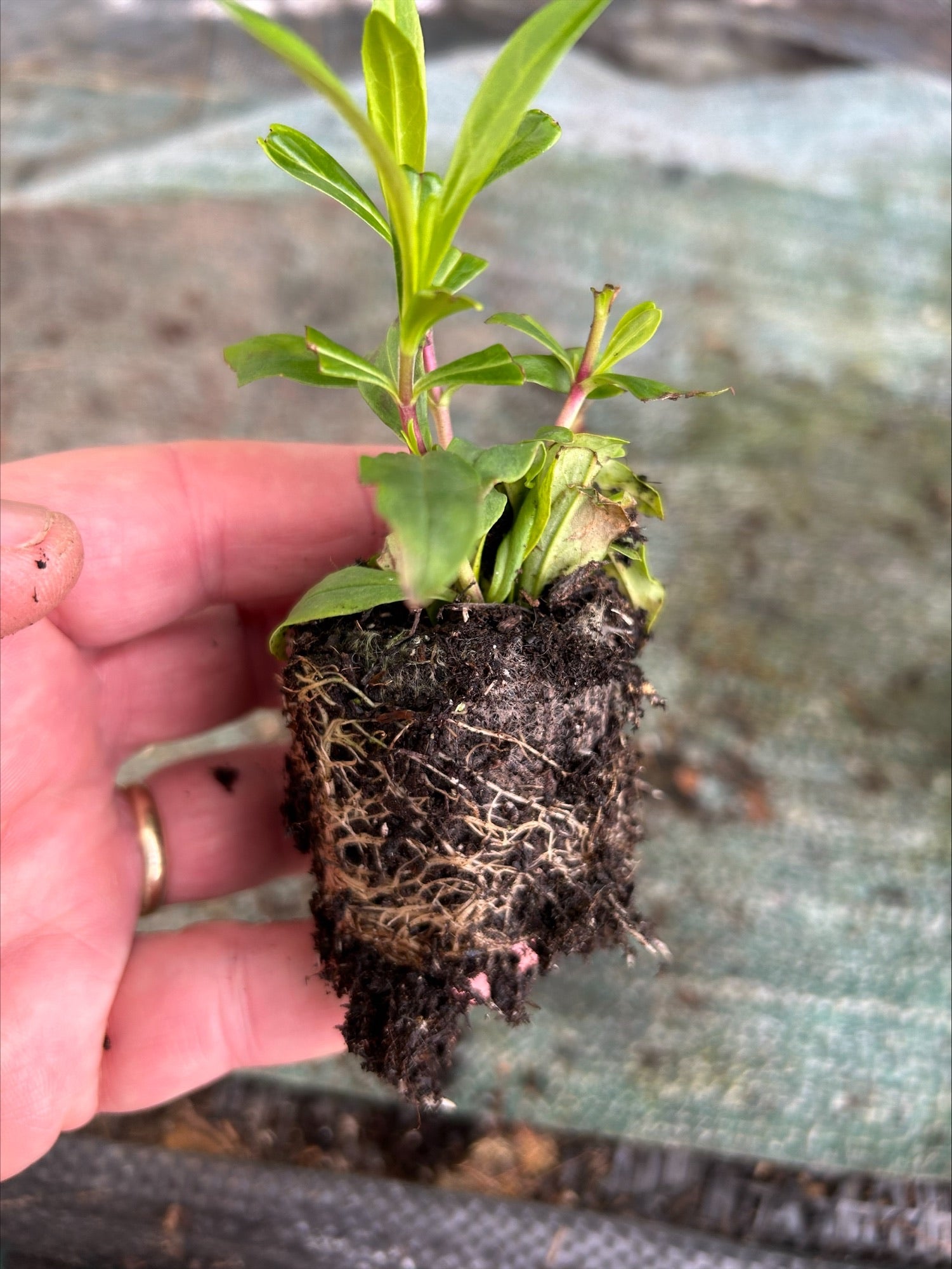 Penstemon 'Flamingo' 5 Pack - 5/5cm JUMBO Plug Plants For Sale