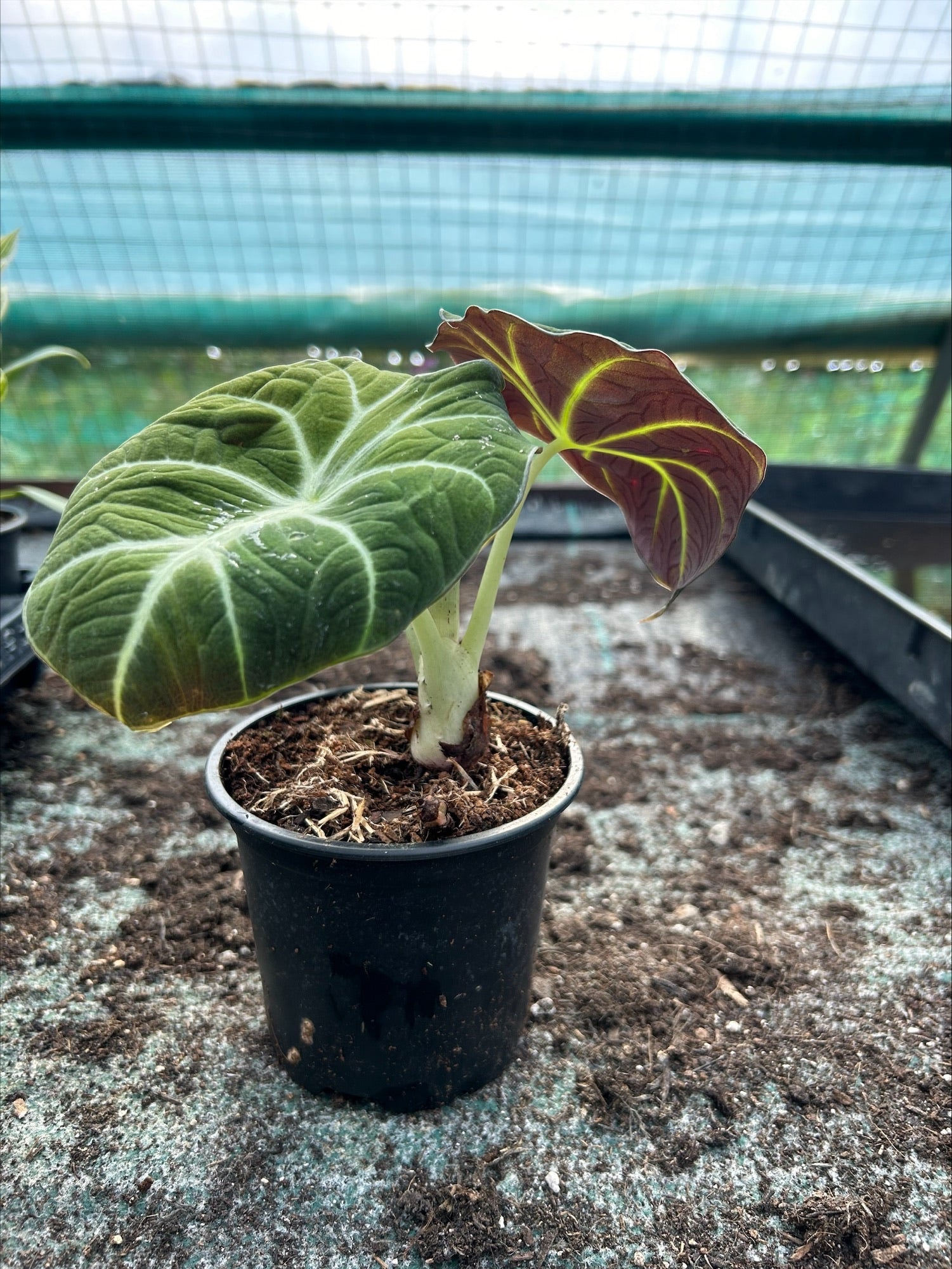 Alocasia 'Black Velvet' x 1 Pack - 11cm Potted Plant For Sale