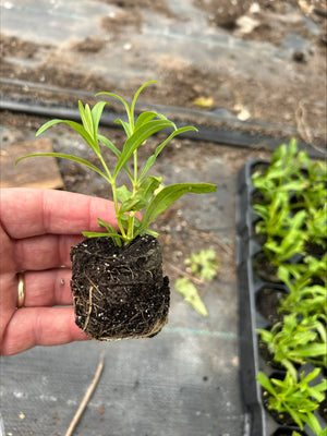 Penstemon Pensham 'Wedding Day' x 3 Pack - 7cm Plants For Sale