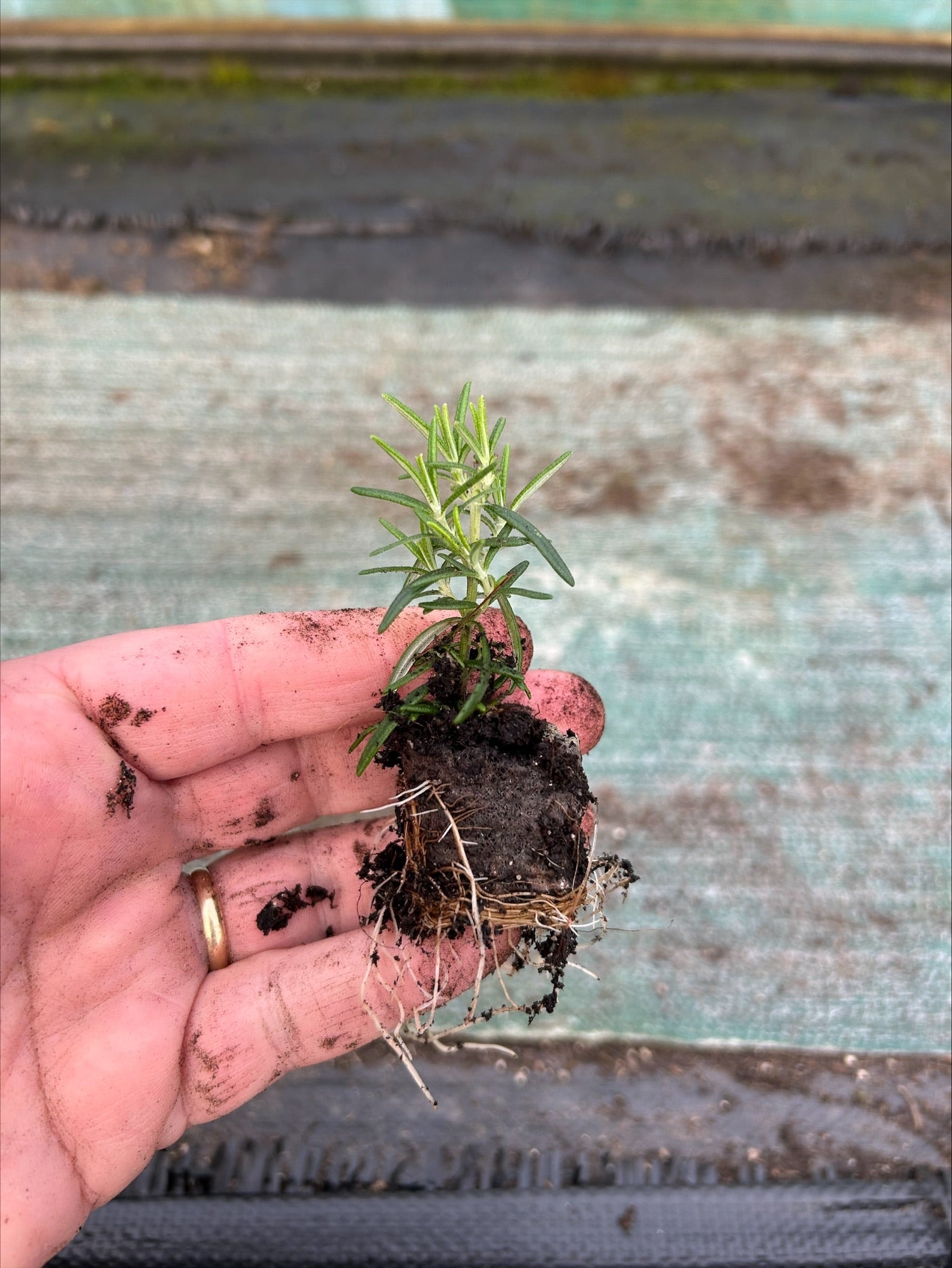 Rosemary officinalis 'Prostratus' x 10 Pack - 3cm Plug Plants For Sale