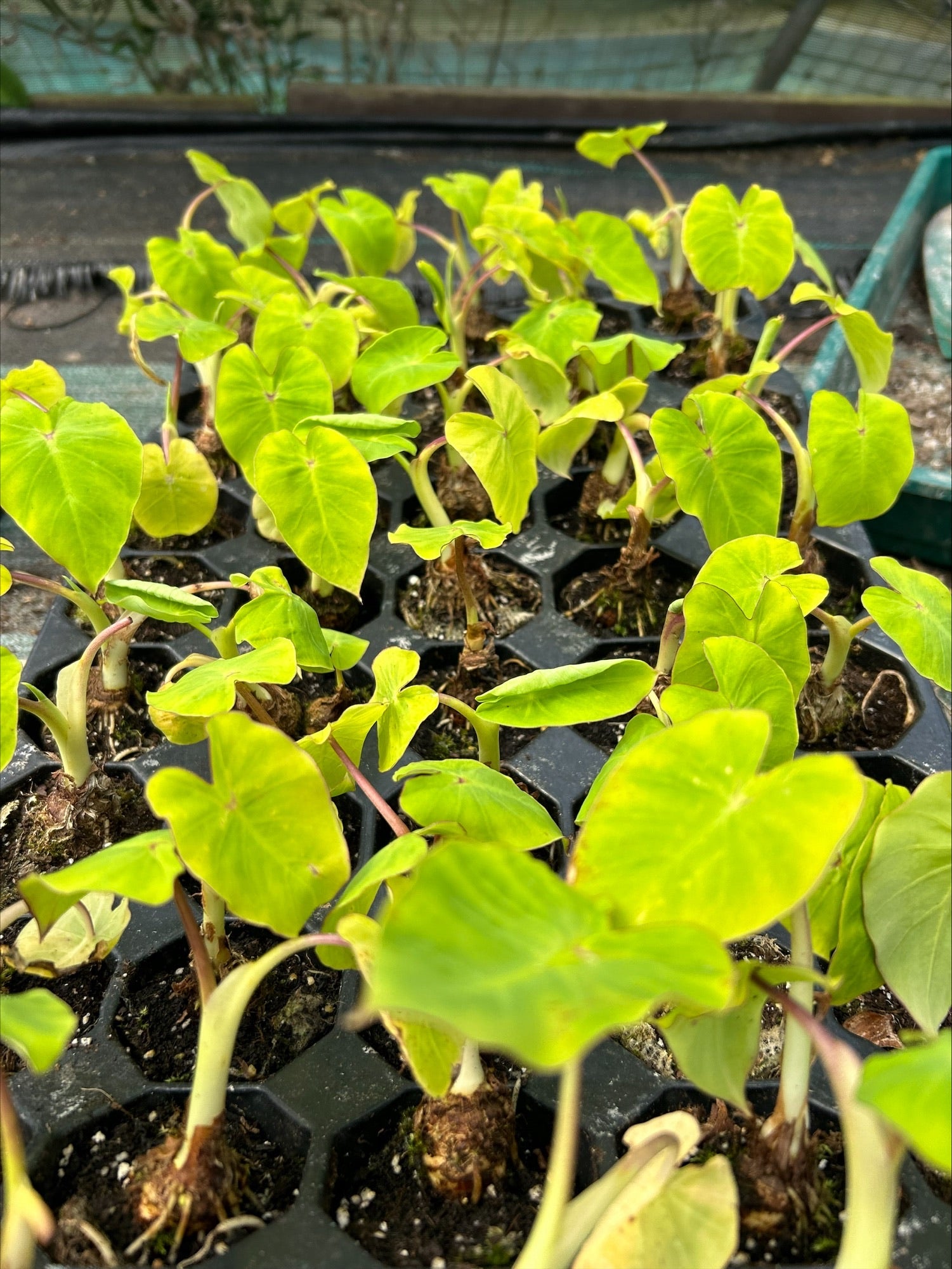 Colocasia Maui Gold Perennial x 5 Pack - 5cm Plug Plants For Sale FREE P&P