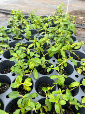 Ceanothus 'Repens' x 3 Pack - 7cm Plants For Sale