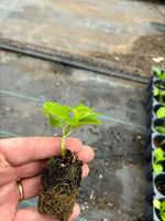 Hydrangea 'Sibilla' x 5 Pack - 5cm JUMBO Plug Plants For Sale