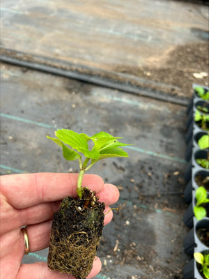 Hydrangea 'Sibilla' x 5 Pack - 5cm JUMBO Plug Plants For Sale