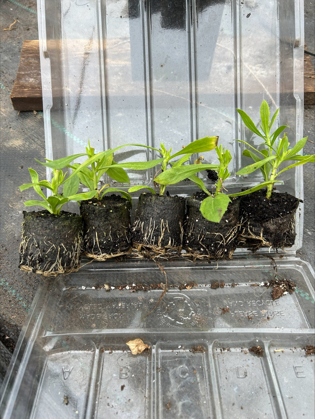 Osteospermum SummerSmile™ 'Crème' x 5 Pack - 5/5cm JUMBO Plug Plants For Sale