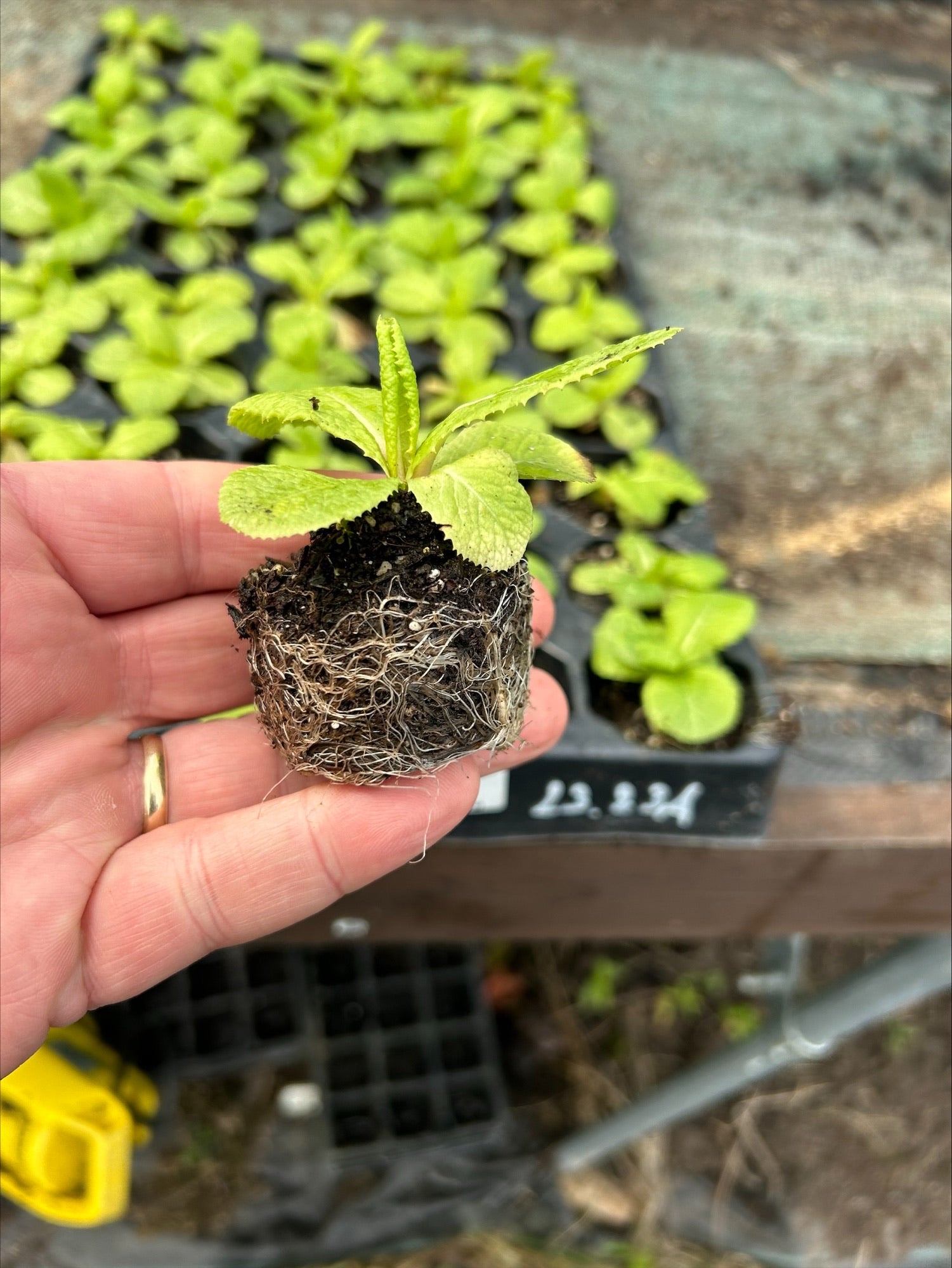 Primula japonica 'Apple Blossom' 3 Pack - 7cm Plants For Sale