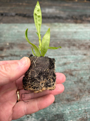 Penstemon 'Czar' x 3 Pack - 7cm Plants For Sale