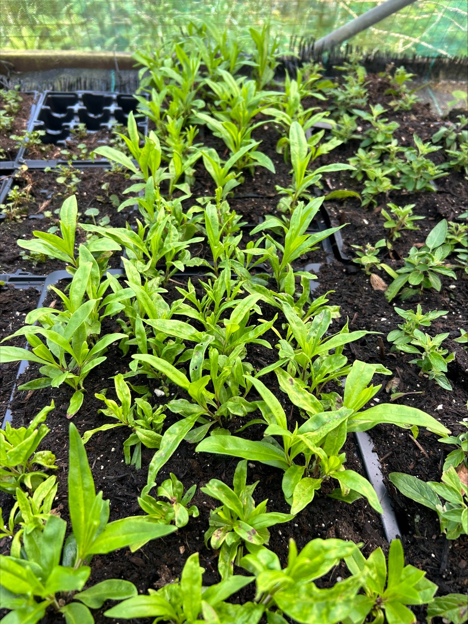 Penstemon 'Blackbird' 5 Pack - 5/5cm JUMBO Plug Plants For Sale