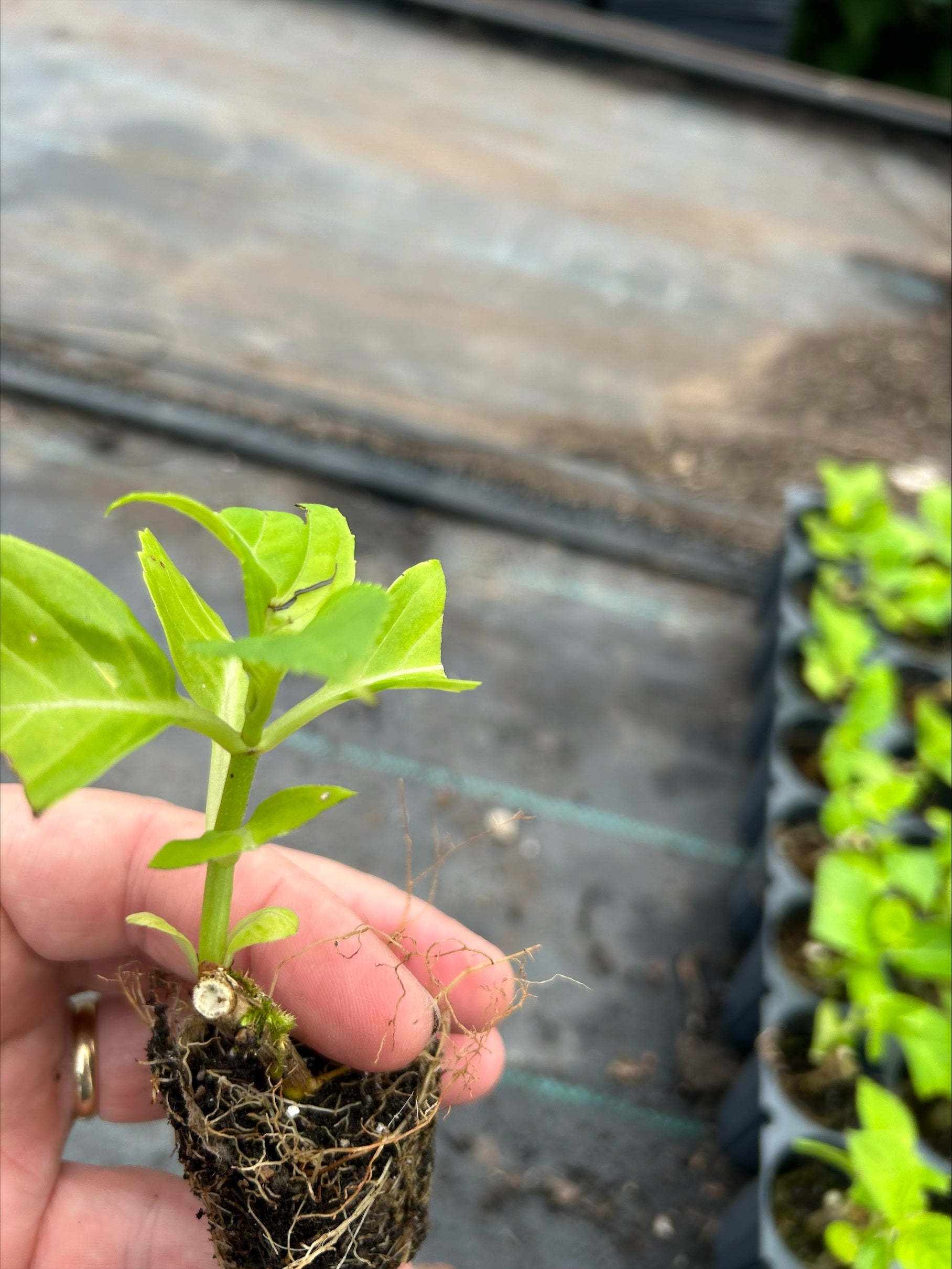 Hydrangea 'Blaumeise' x 5 Pack - 5cm JUMBO Plug Plants For Sale