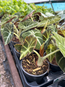 Alocasia 'Black Velvet' x 1 Pack - 11cm Potted Plant For Sale