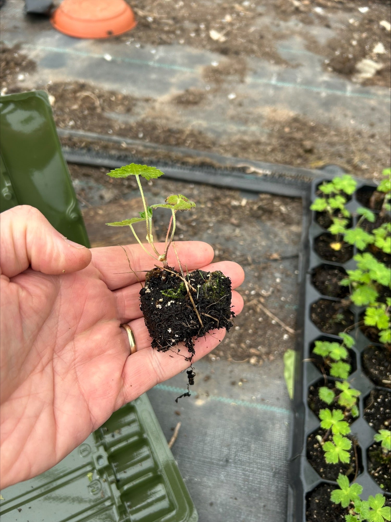 Geranium 'Pink Penny' x 3 Pack - 7cm Plants For Sale