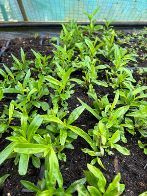 Penstemon 'Burgundy' 5 Pack - 5/5cm JUMBO Plug Plants For Sale